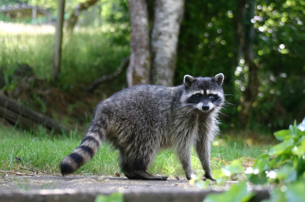 ourvisitingracoon.jpg
