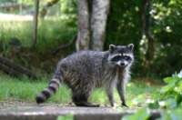 ourvisitingracoon_small.jpg